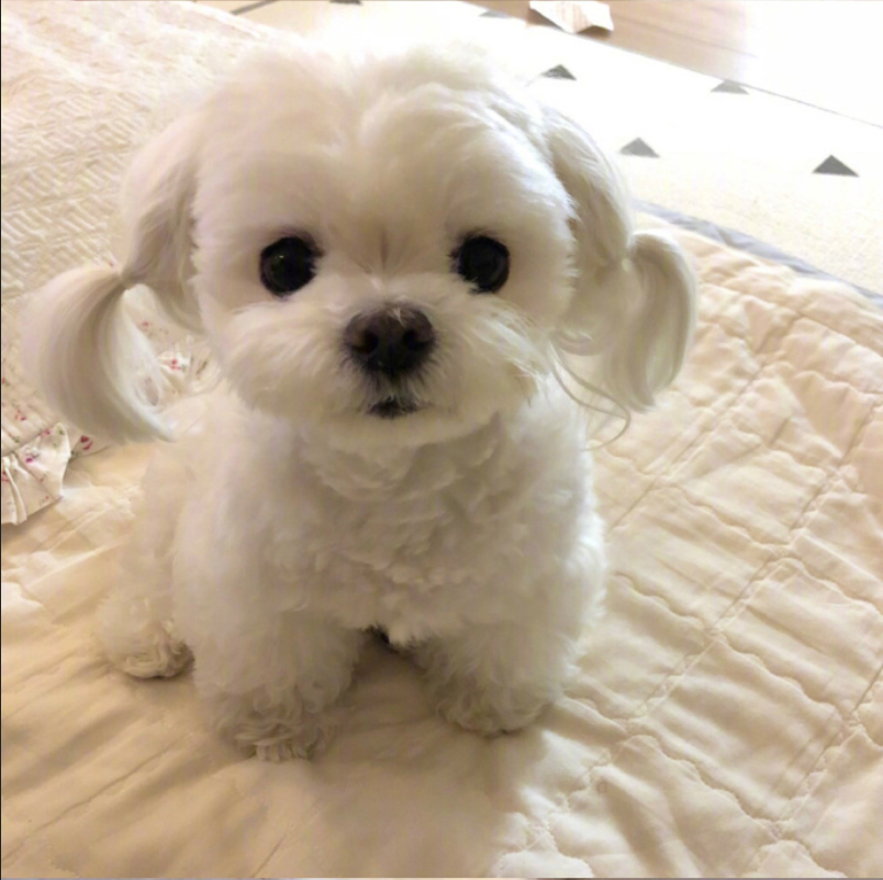 萌宠狗狗图片_扎双马尾的可爱马尔济斯犬图片