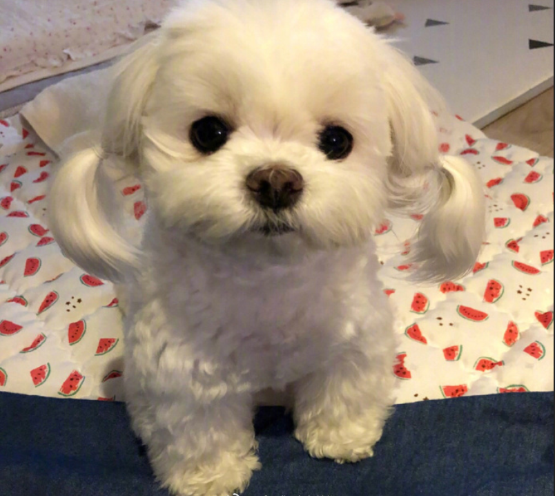 萌宠狗狗图片_扎双马尾的可爱马尔济斯犬图片