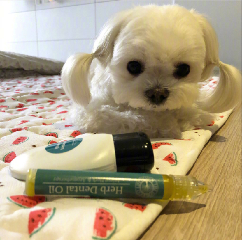 萌宠狗狗图片_扎双马尾的可爱马尔济斯犬图片