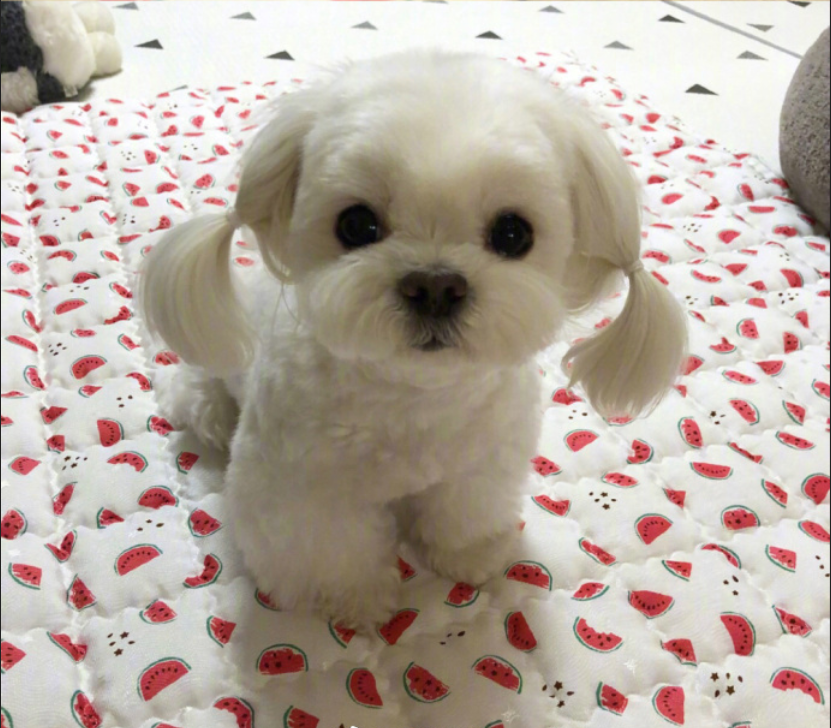 萌宠狗狗图片_扎双马尾的可爱马尔济斯犬图片