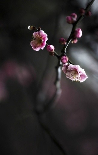 唯美鲜花图片_往事浓淡色如清已轻