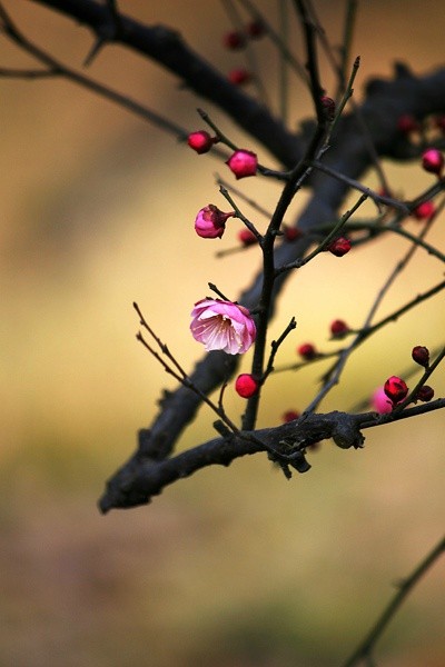 唯美鲜花图片_往事浓淡色如清已轻