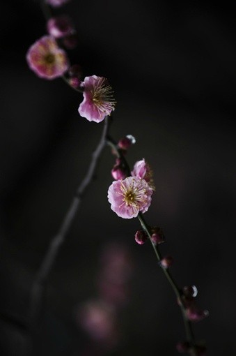 唯美鲜花图片_往事浓淡色如清已轻