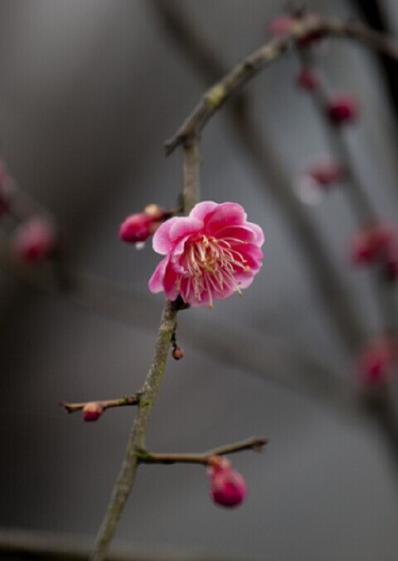 唯美鲜花图片_往事浓淡色如清已轻