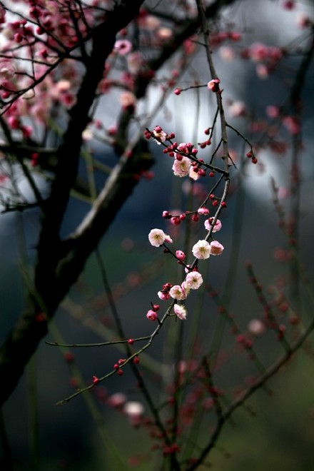 唯美鲜花图片_往事浓淡色如清已轻