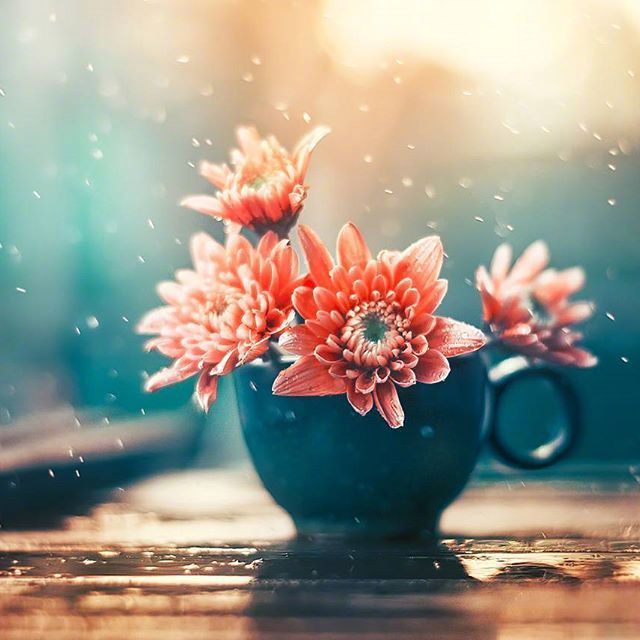 唯美鲜花意境图片