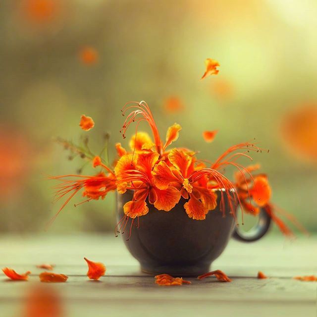 唯美鲜花意境图片