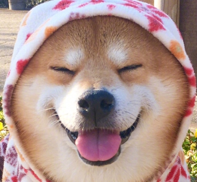 日本秋田犬卖萌图片_控制住脾气不要想太多要经