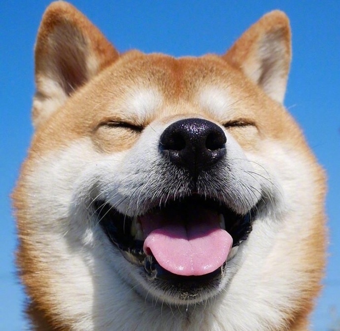日本秋田犬卖萌图片_控制住脾气不要想太多要经