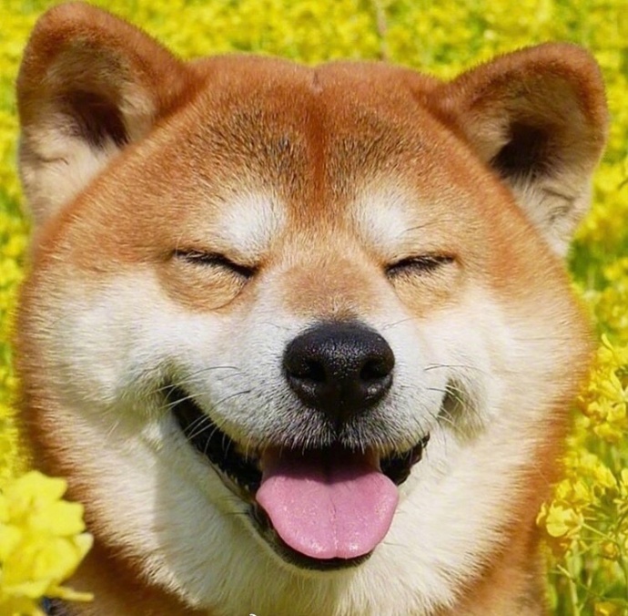 日本秋田犬卖萌图片_控制住脾气不要想太多要经