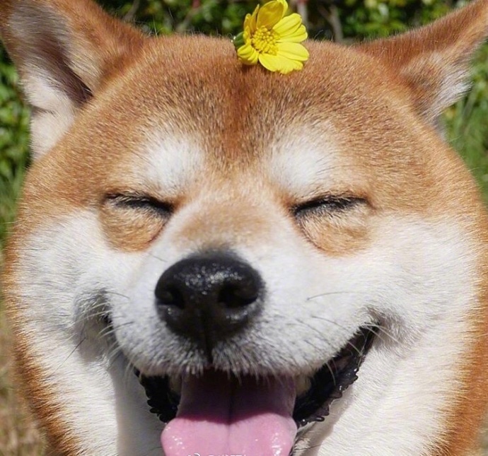 日本秋田犬卖萌图片_控制住脾气不要想太多要经