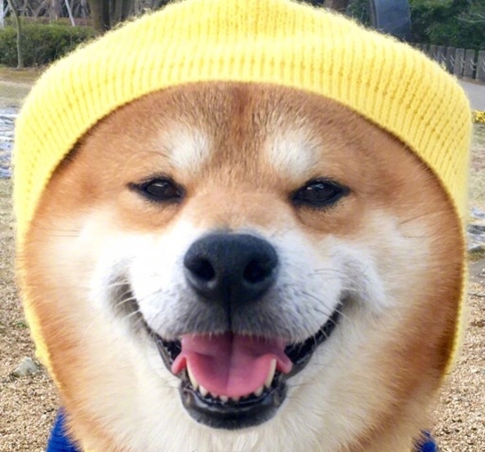 日本秋田犬卖萌图片_控制住脾气不要想太多要经