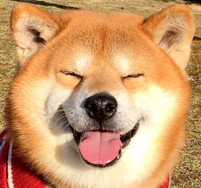 日本秋田犬卖萌图片_控制住脾气不要想太多要经