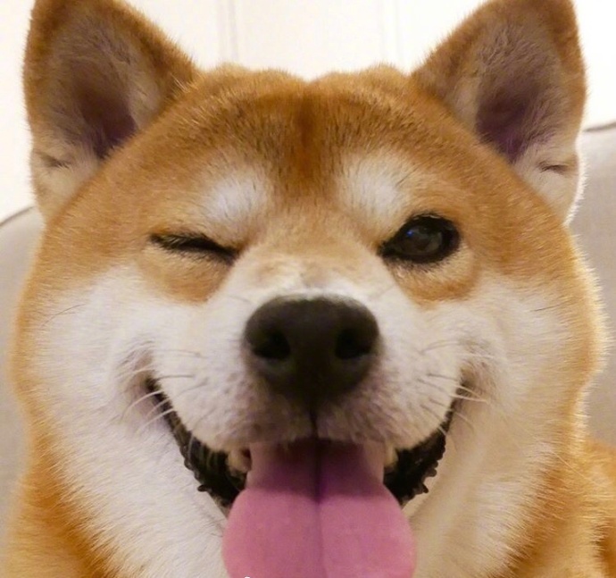日本秋田犬卖萌图片_控制住脾气不要想太多要经
