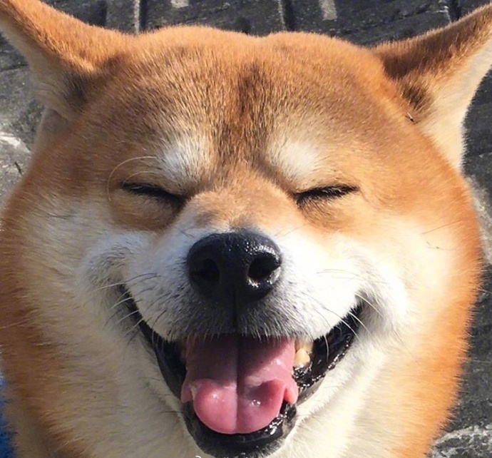 日本秋田犬卖萌图片_控制住脾气不要想太多要经