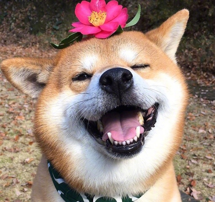 日本秋田犬卖萌图片_控制住脾气不要想太多要经