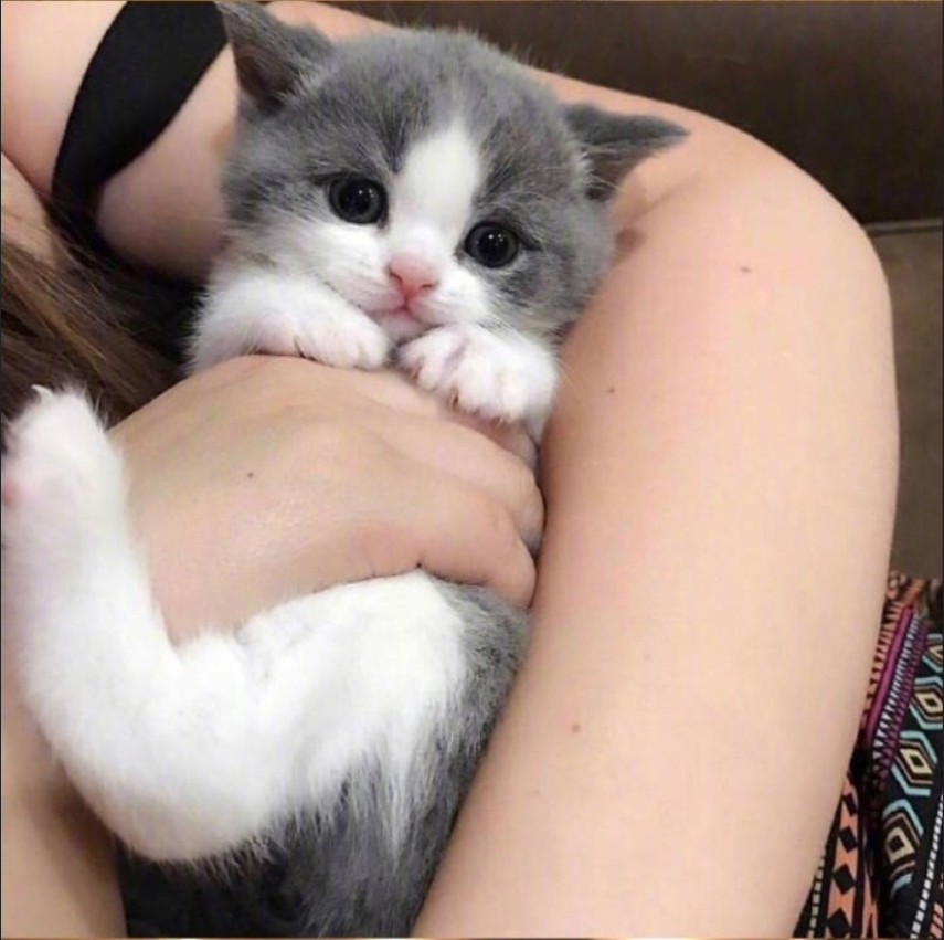 萌宠猫咪图片_萌萌哒小奶猫图片