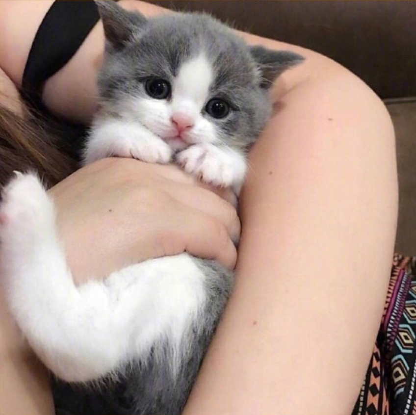 萌宠猫咪图片_萌萌哒小奶猫图片