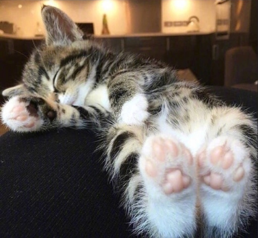 萌宠猫咪图片_萌萌哒小奶猫图片