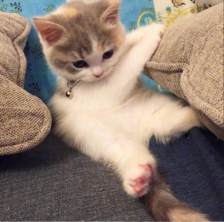 萌宠猫咪图片_萌萌哒小奶猫图片