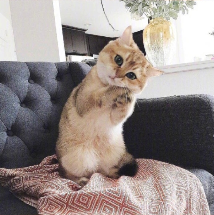 萌宠猫咪图片_萌萌哒小奶猫图片