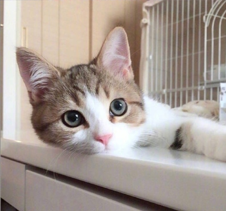 萌宠猫咪图片_萌萌哒小奶猫图片