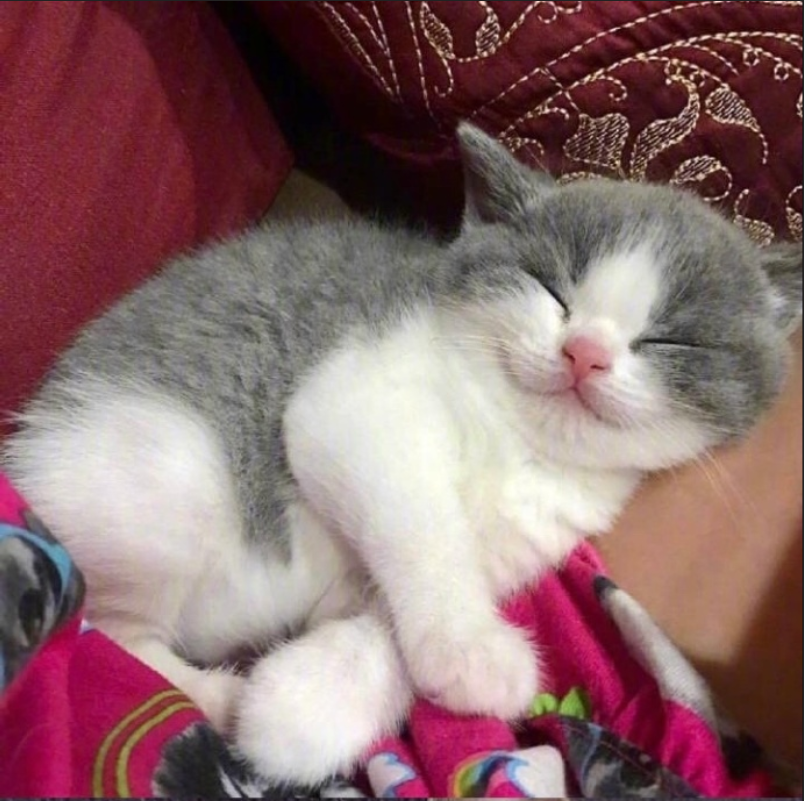 萌宠猫咪图片_萌萌哒小奶猫图片