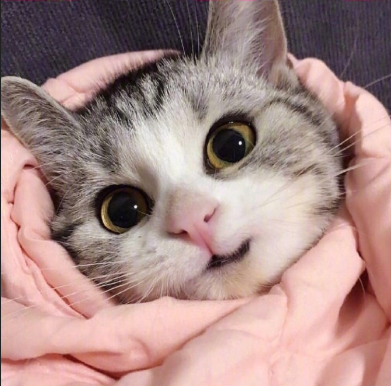 萌宠猫咪图片_萌萌哒小奶猫图片