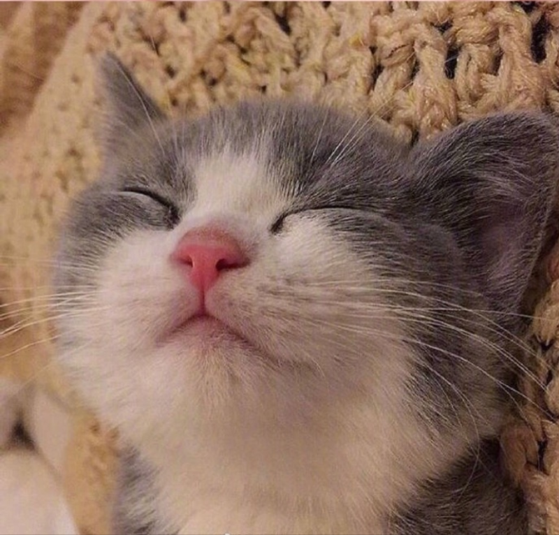 萌宠猫咪图片_萌萌哒小奶猫图片