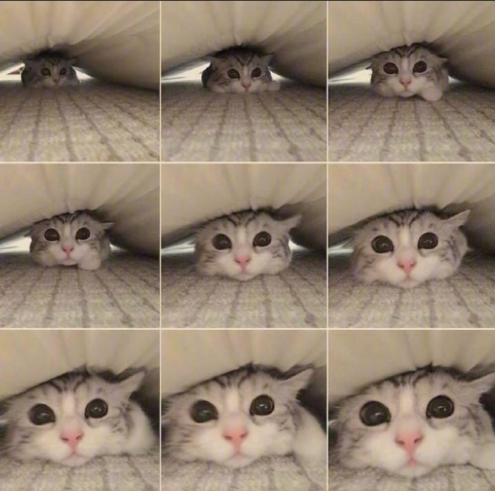 萌宠猫咪图片_萌萌哒小奶猫图片