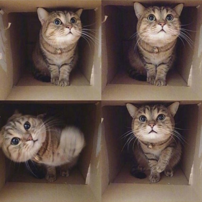 萌宠猫咪图片_萌萌哒小奶猫图片