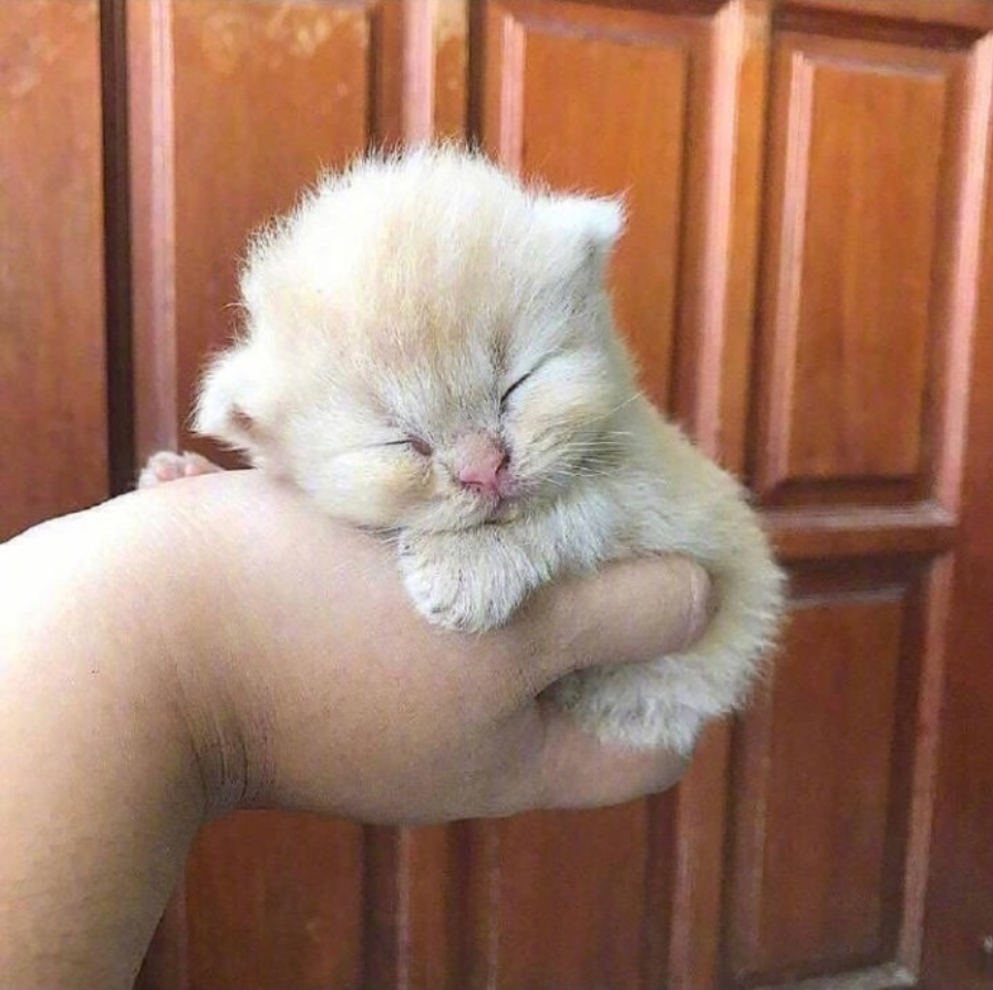 萌宠猫咪图片_萌萌哒小奶猫图片