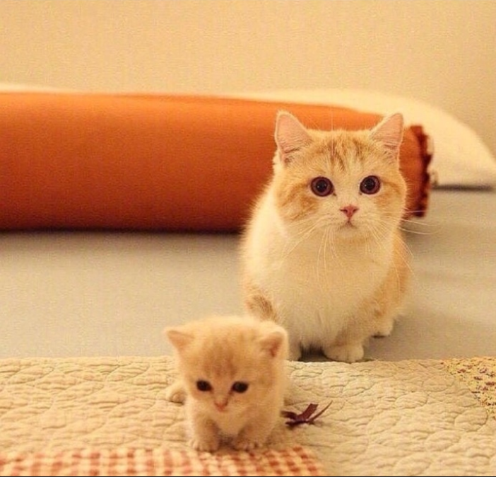 萌宠猫咪图片_萌萌哒小奶猫图片