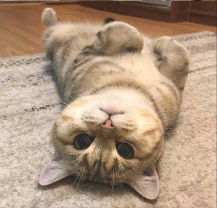 萌宠猫咪图片_萌萌哒小奶猫图片