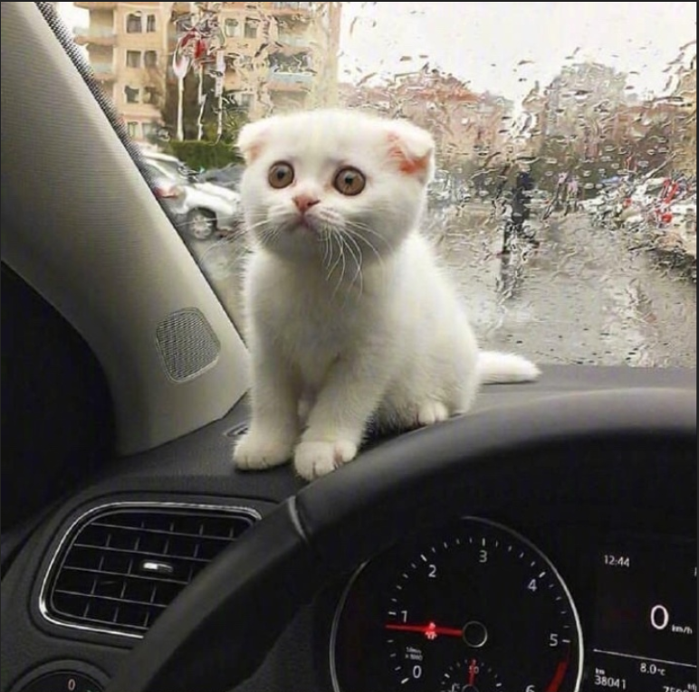 萌宠猫咪图片_萌萌哒小奶猫图片