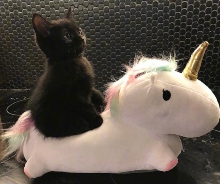 萌宠猫咪图片_萌萌哒小奶猫图片