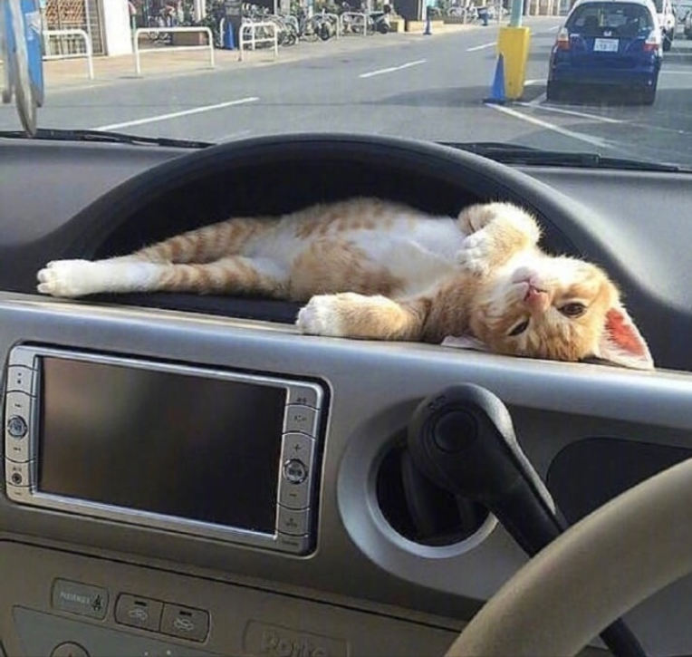 萌宠猫咪图片_萌萌哒小奶猫图片