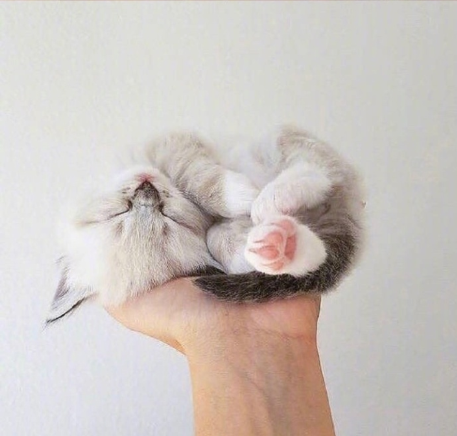 萌宠猫咪图片_萌萌哒小奶猫图片