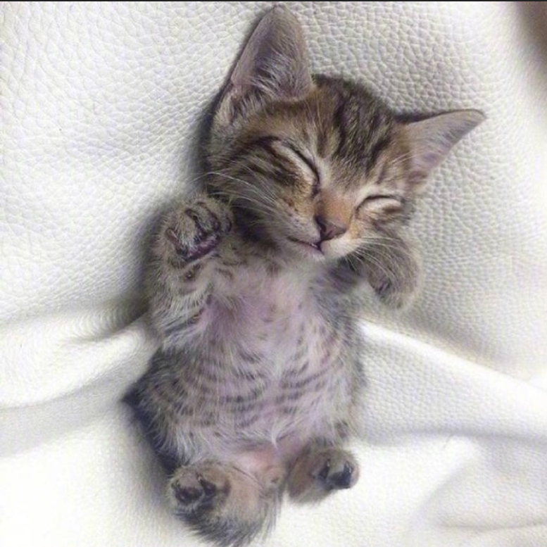 萌宠猫咪图片_萌萌哒小奶猫图片