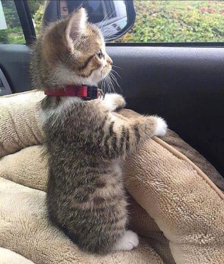 萌宠猫咪图片_萌萌哒小奶猫图片