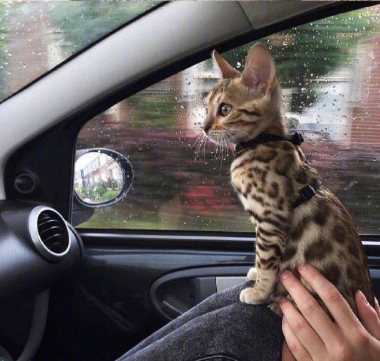 萌宠猫咪图片_萌萌哒小奶猫图片