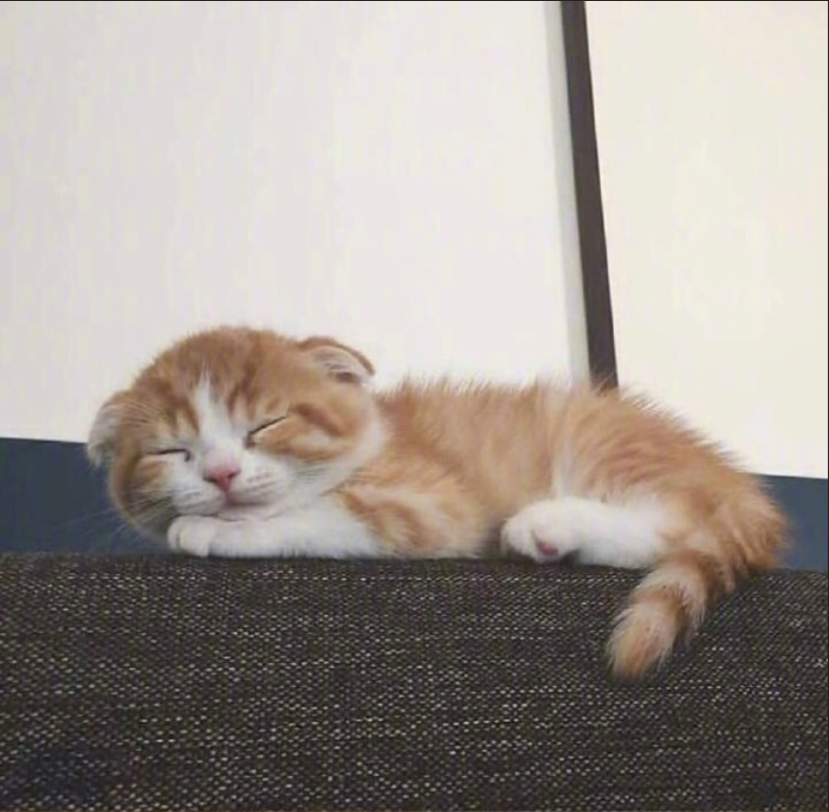 萌宠猫咪图片_萌萌哒小奶猫图片