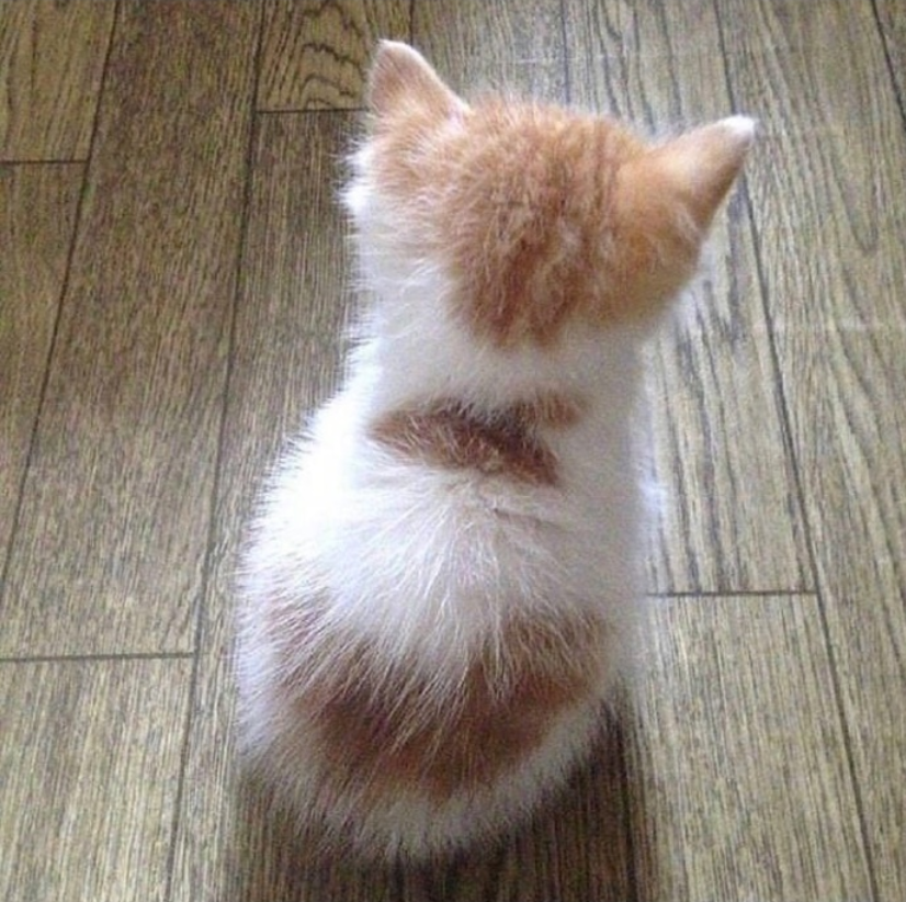萌宠猫咪图片_萌萌哒小奶猫图片