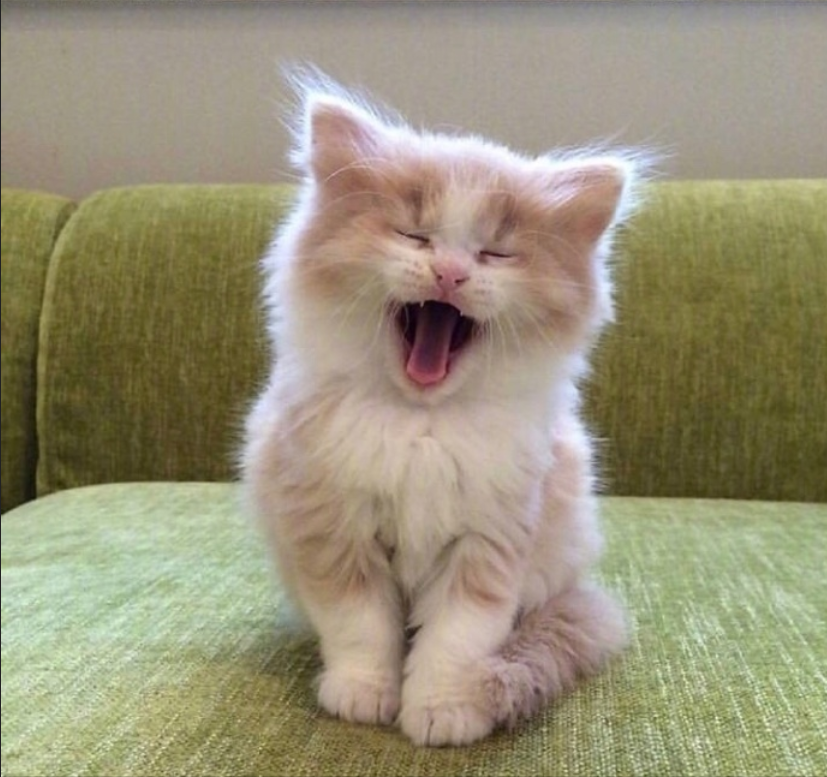 萌宠猫咪图片_萌萌哒小奶猫图片