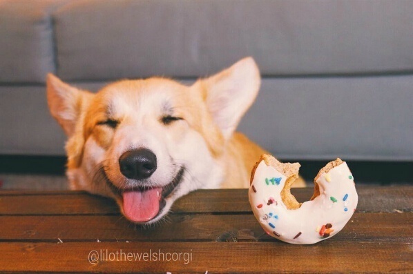 萌宠狗狗图片_特别爱笑的Lilo柯基犬图片