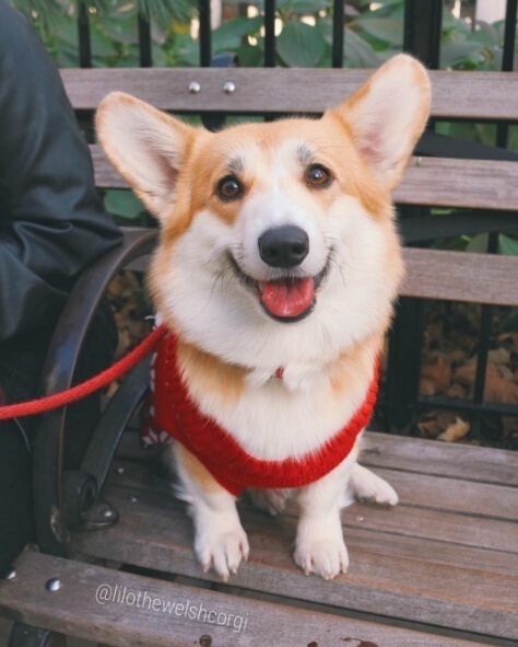 萌宠狗狗图片_特别爱笑的Lilo柯基犬图片