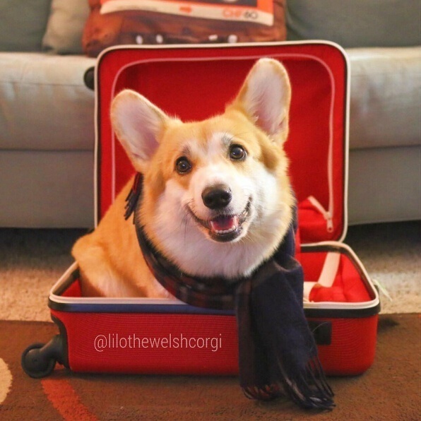 萌宠狗狗图片_特别爱笑的Lilo柯基犬图片