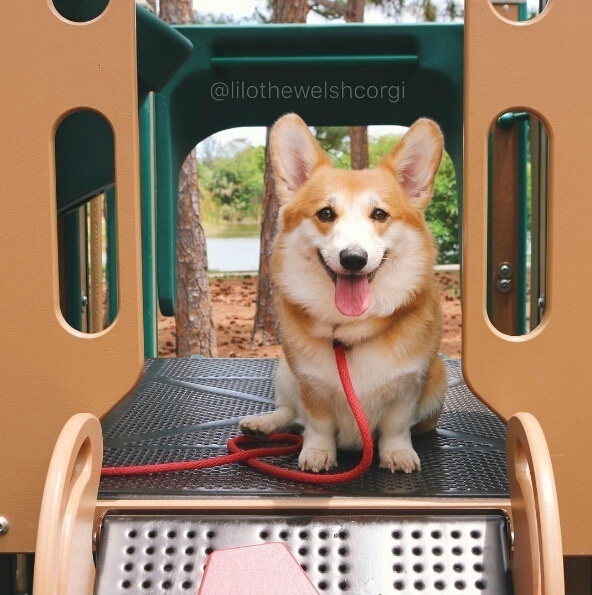 萌宠狗狗图片_特别爱笑的Lilo柯基犬图片