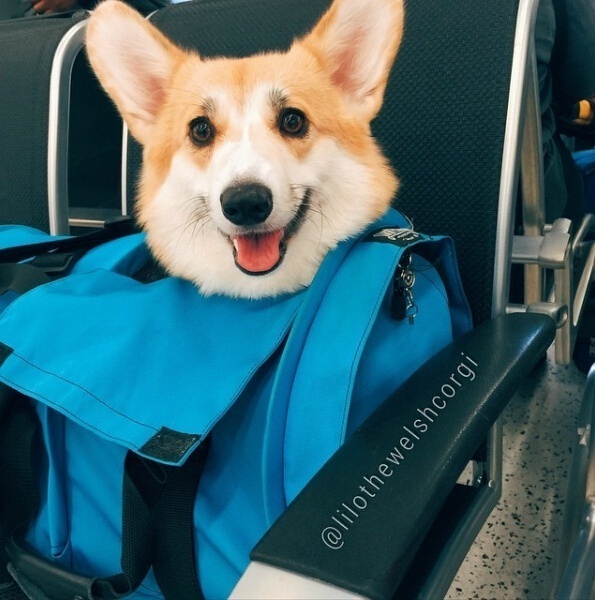 萌宠狗狗图片_特别爱笑的Lilo柯基犬图片
