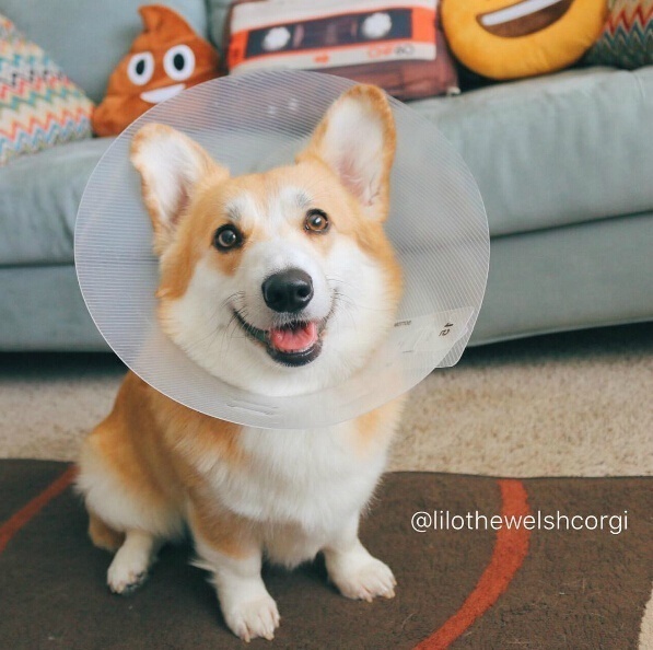萌宠狗狗图片_特别爱笑的Lilo柯基犬图片